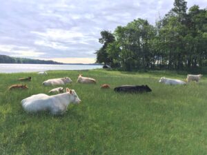 Kor vid havet i Roslagen